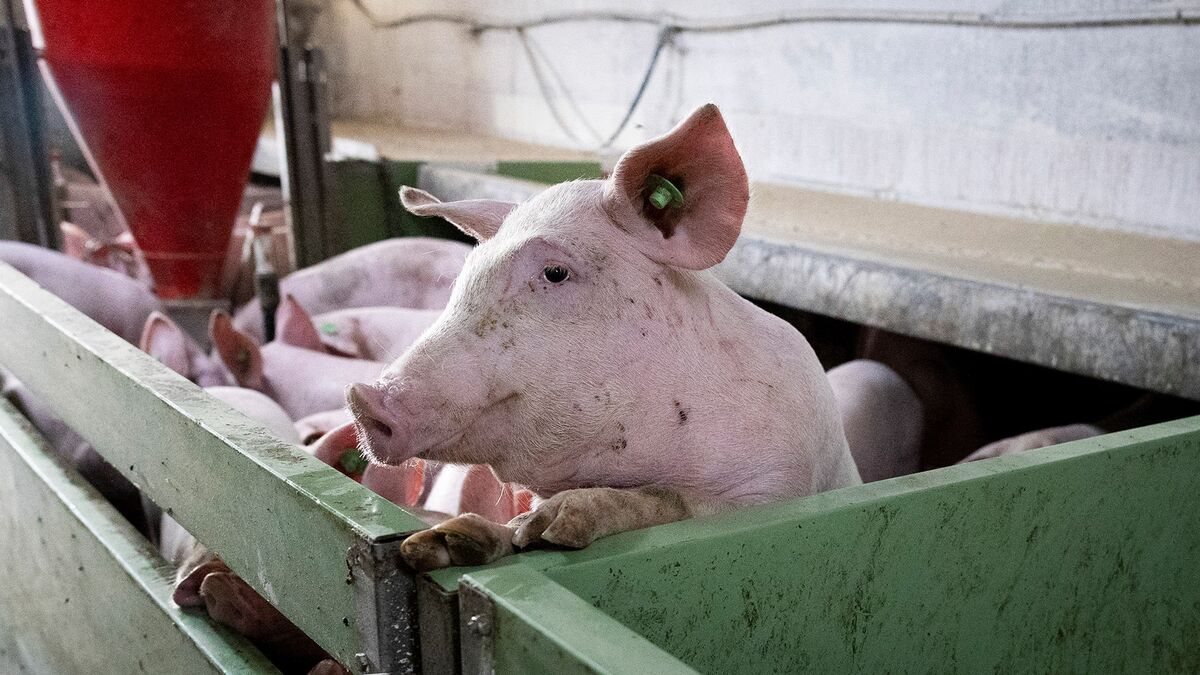 The Save Our Bacon Act Targets Pig Welfare in Pork Industry