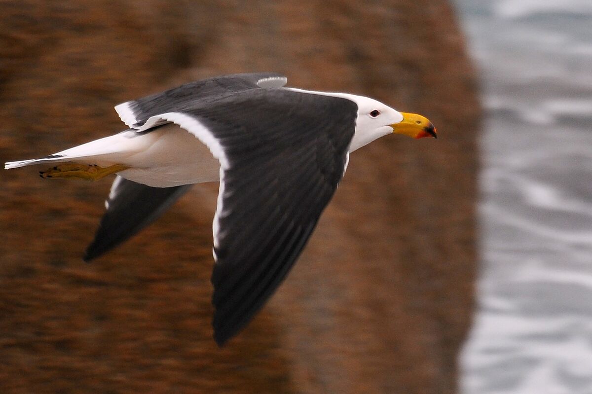Third Australian State Confirms Case of Deadly H5 Avian Flu